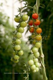 Image du Maroc Professionnelle de  Avec l'introduction des cultures sous abris serres, la région de Dakhla est devenue en très peu de temps célèbre pour ces productions de fruits et légumes destinés à l’export.  Sous d’immenses serres, la production des tomates en grappes bénéficie d’un climat phénoménalement ensoleillé, tempéré et régulier, Mardi 21 Novembre 2006. (Photo / Abdeljalil Bounhar)